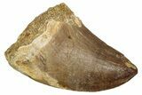 Fossil Mosasaur (Hainosaurus) Tooth - Morocco #345153-1